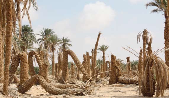 Hun La storia di Hun fu un avvicendarsi di villaggi progressivamente inghiottiti dal deserto, per questo viene chiamata la «città migrante».