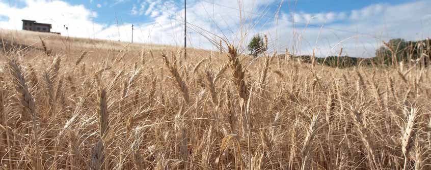 Climate ChangE-R un impegno per l ambiente Caselli Nirmal Primi risultati del progetto che punta alla riduzione dei gas serra prodotti dalle attività agricole e dall allevamento Appuntamento a Milano