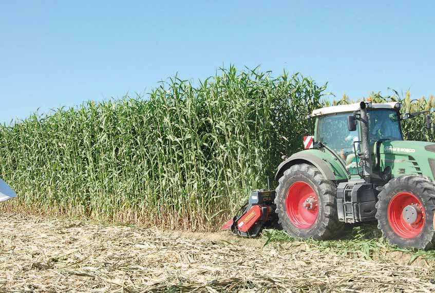 Ricerca e sperimentazione SORGO/1 Come si caratterizzano le varietà da biogas Crpv Gli ibridi in prova sono riconducibili a diverse tipologie, frutto di un lungo lavoro di selezione, con proprietà