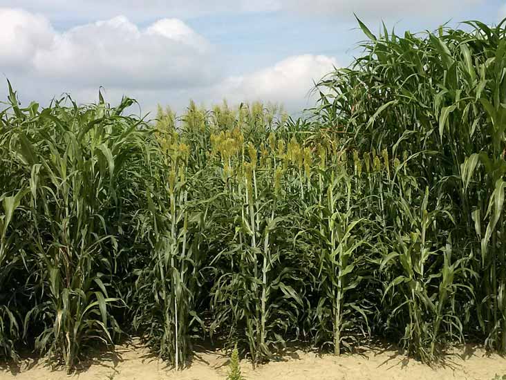 Ricerca e sperimentazione SORGO/1 Astra Parcelle di sorgo (resa media dei 5 ibridi 24,80 t/ha ss). Biomass 133 (27,46 t/ha ss) si è confermata l ibrido più performante.