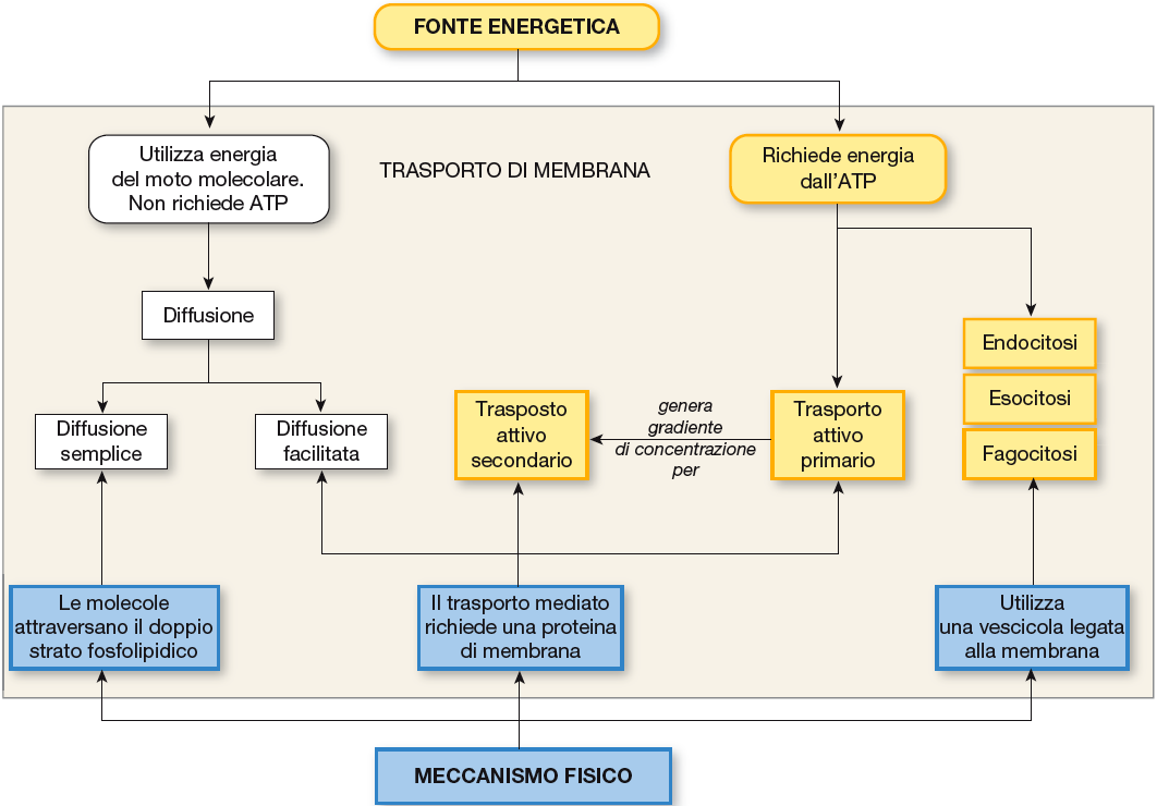 Classificazione dei trasporti Trasporto = modalità di