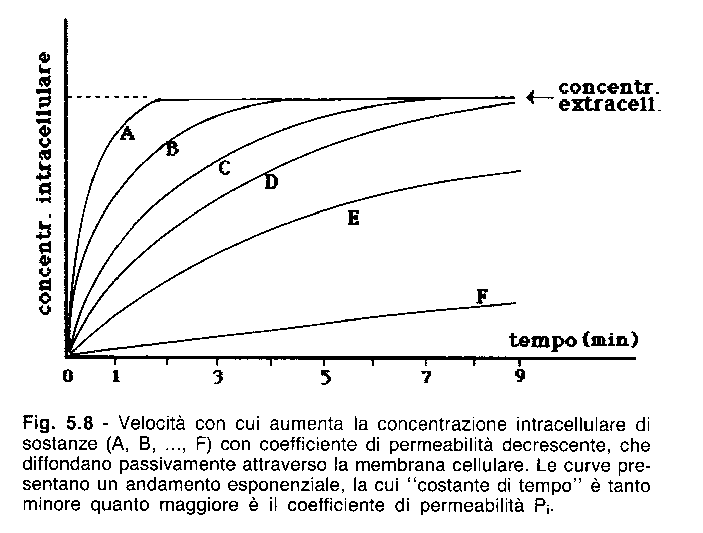 Permeabilità della membrana cellulare J = P (C 1 C 2 ) P = coefficiente