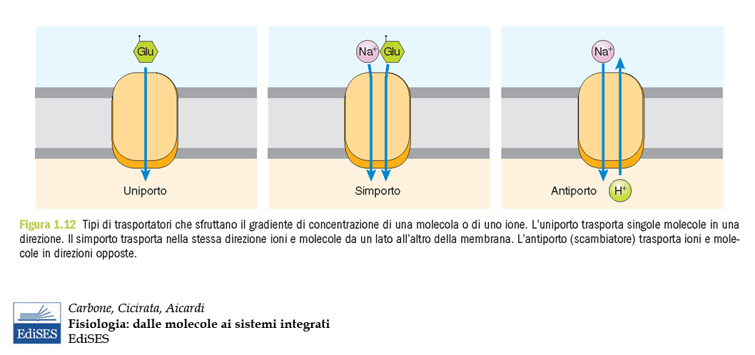 Trasporti accoppiati