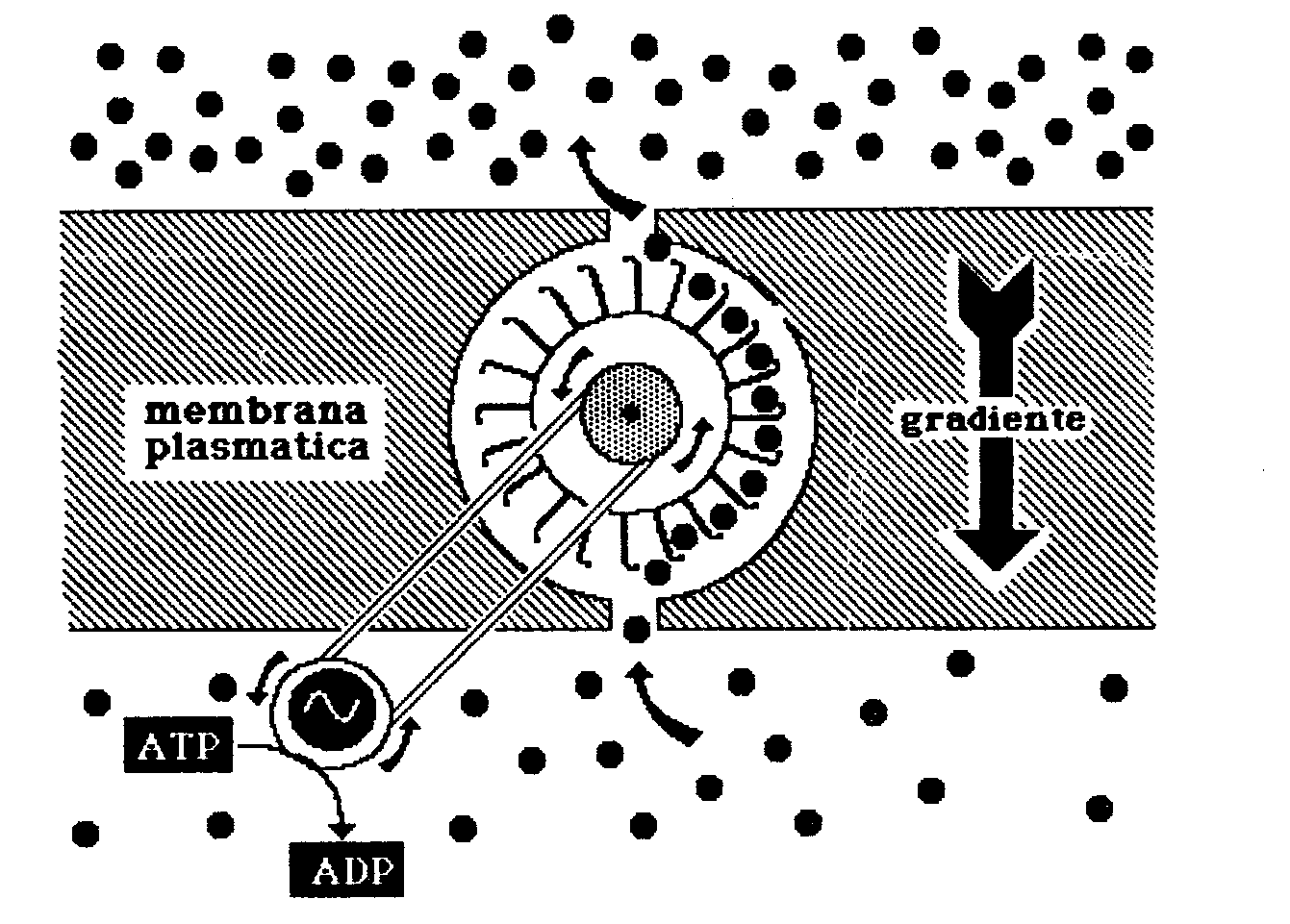 Trasporto attivo Primario (Pompe ioniche) Trasporto contro gradiente di