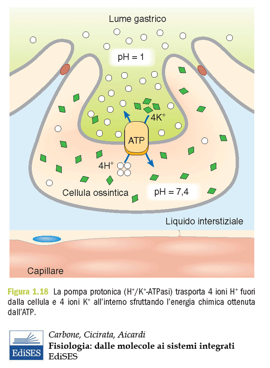 H + /K + ATPasi Omeprazolo =