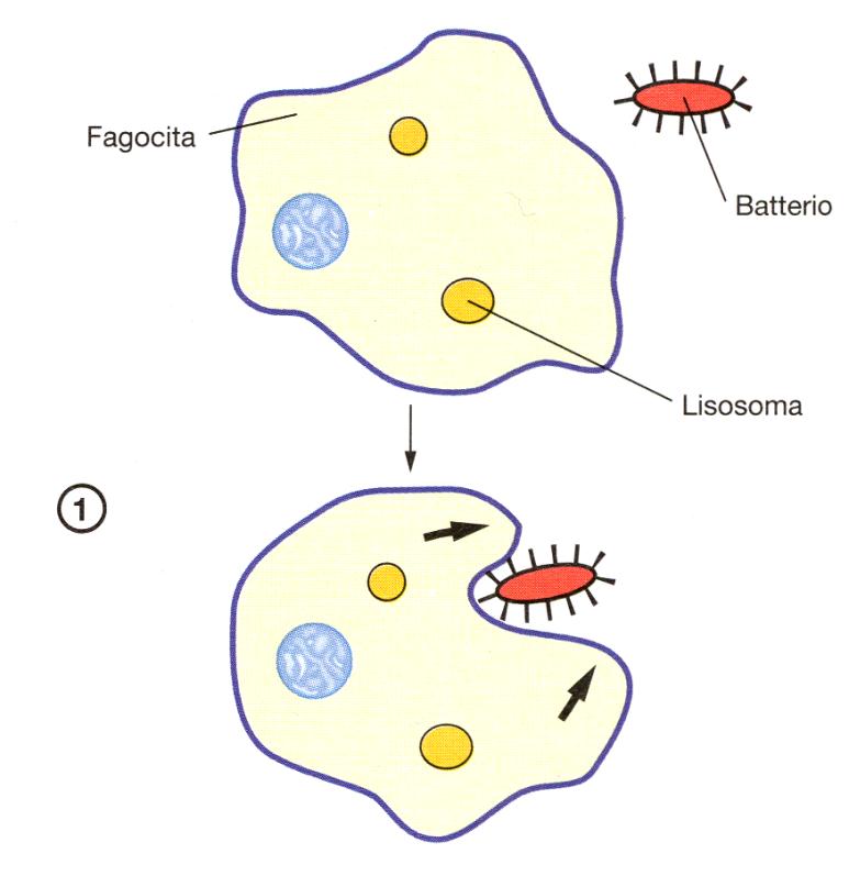 Macrofagi e neutrofili.