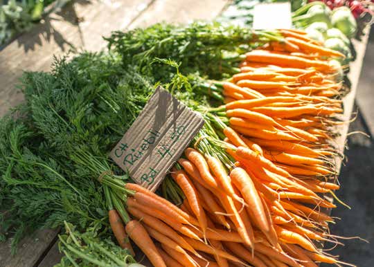 Rifiuti organici Le verdure producono calore Rifiuti organici Le verdure producono calore A Zurigo il riciclo è una tradizione.