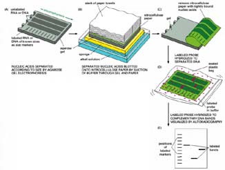 La membrana viene posta in contatto con il gel e coperta da una pila di tovaglioli di carta assorbente, che, per capillarità, richiamerà il tampone.