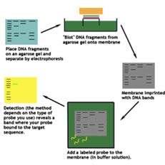 Dopo il trasferimento gli acidi nucleici devono essere fissati sulla membrana: in genere si utilizzano i raggi UV (inducono la formazione di legami covalenti tra le Timine del DNA e i gruppi amminici