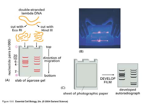 In genere l ibridazione viene effettuata in condizioni di bassa stringenza, mentre i lavaggi hanno una stringenza via via più elevata (temperatura maggiore o salinità più bassa) Gel electrophoresis