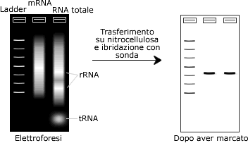 USI Ogni individuo possiede sequenze ripetute caratteristiche (chiamate Variable Number Tandem Repeats, VNTRs) Per trovare queste sequenze VNTR si usa il Southern.