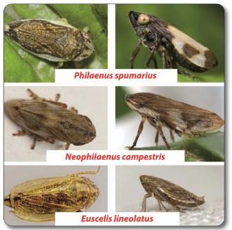 Indagini su insetti potenzialmente vettori E stato predisposto uno specifico programma per la cattura degli insetti potenzialmente vettori, per la caratterizzazione della popolazione degli xilemomizi