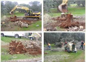 1.8 MISURE ADOTTATE Va premesso che la presenza della Xylella fastidiosa è stato un evento unico per le proporzioni fitosanitarie con cui si è evidenziata e in particolare su una coltura, quale