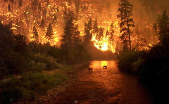 Effetti del fuoco sulla fauna: EFFETTI DIRETTI Si manifestano nel momento dell incendio a livello dei singoli individui, sono causati, dal fumo e dal calore prodotti dal