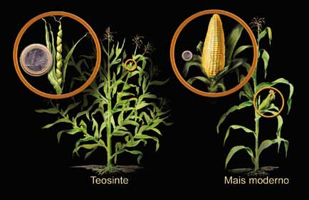 DIECIMILA ANNI DI MODIFICAZIONI GENETICHE Figura 2 Una pianta di mais a confronto con il suo progenitore, il teosinte.