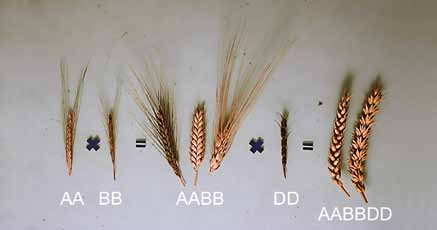 DIECIMILA ANNI DI MODIFICAZIONI GENETICHE Figura 4 Il grano tenero (Triticum aestivum) è alloesaploide e contiene due copie del corredo cromosomico derivato da ciascuna delle tre varietà di frumento