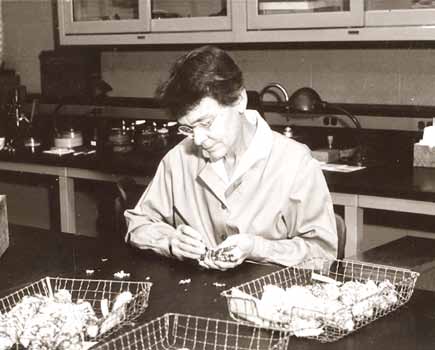 DIECIMILA ANNI DI MODIFICAZIONI GENETICHE Figura 6 La genetista Barbara McClintock, vincitrice nel 1983 del premio Nobel (per la Fisiologia o la Medicina) per le sue scoperte sugli elementi genetici