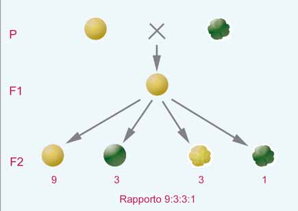 la genetica è alla base delle biotecnologie moderne Figura 11 Rappresentazione schematica della Seconda Legge di Mendel (legge dell assortimento indipendente).