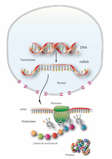 la genetica è alla base delle biotecnologie moderne Figura 17 L informazione contenuta nei geni viene copiata (trascrizione) in una molecola di RNA messaggero (mrna), esportata dal nucleo al