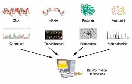 COME SI PRODUCONO LE PIANTE GM Figura 23 La genomica funzionale utilizza approcci sperimentali che permettono di ottenere informazioni su larga scala su sequenze genomiche, attività genica, proteine