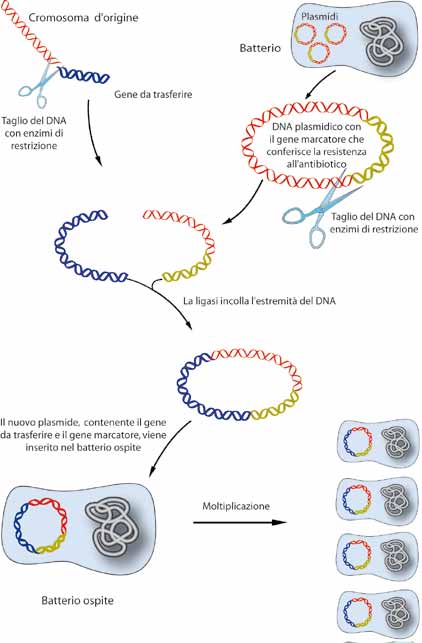DAI GENI AI SEMI 52 Figura 24 Il gene d interesse viene isolato dal DNA d origine ed inserito in piccole molecole di DNA circolare, i plasmidi, mediante enzimi di restrizione che tagliano il