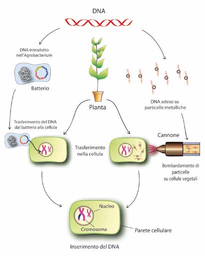 DAI GENI AI SEMI Figura 25 Un gene d interesse può essere inserito nella cellula vegetale ed integrato stabilmente nei suoi cromosomi sfruttando la capacità naturale di un batterio del suolo di
