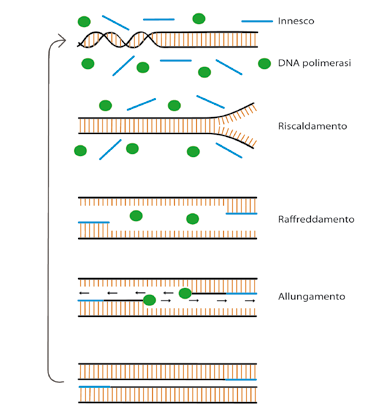 DAI GENI AI SEMI Figura 30 Nella reazione a catena della polimerasi (PCR), i due filamenti del DNA in esame vengono separati mediante riscaldamento e poi raffreddati per consentire il legame ad essi