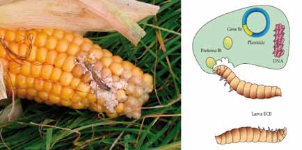 DAI GENI AI SEMI Figura 31 Effetto dell attacco alla spiga da parte della piralide, il principale parassita del mais.