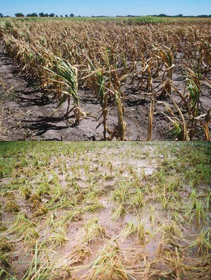 DAI GENI AI SEMI Figura 32 Effetto di condizioni ambientali avverse, come la siccità (in alto) o l eccessiva inondazione (in basso), che determinano forti perdite nella resa delle coltivazioni.