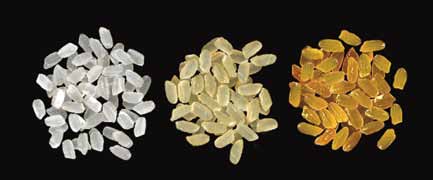 IL FUTURO DEL MIGLIORAMENTO GENETICO DELLE PIANTE Figura 35 L accumulo di carotenoidi determina il colore dorato dei chicchi di riso arricchiti in provitamina A (a sinistra il riso non modificato, al