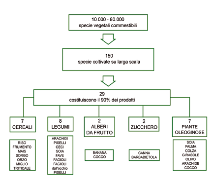 DAI GENI AI SEMI Figura 39 Schema che rappresenta le specie commestibili del nostro pianeta e quelle maggiormente coltivate.