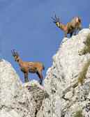 Se si bada alla sua storia, però, il cuore della prima area protetta dell Appennino è senz altro la Camosciara, il selvaggio vallone che ospita l orso, il camoscio, il lupo, la lince, il cervo.