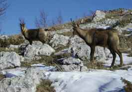 Vivono nel Parco il lupo appenninico, l orso bruno marsicano, il capriolo, il cervo, l istrice, la volpe, il gatto selvatico e il cinghiale.