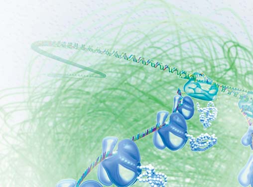 La cellula dedica buona parte del tempo alla sintesi delle proteine. A tale scopo, produce innanzi tutto una ventina di mattoni fondamentali chiamati amminoacidi.