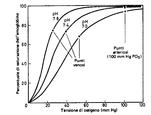 L emoglobina ossigenata è più acida di quella ridotta, o deossigenata, quindi quando cala la saturazione di O2 nel sangue, durante il passaggio nei capillari, si ha un aumento della capacità tampone
