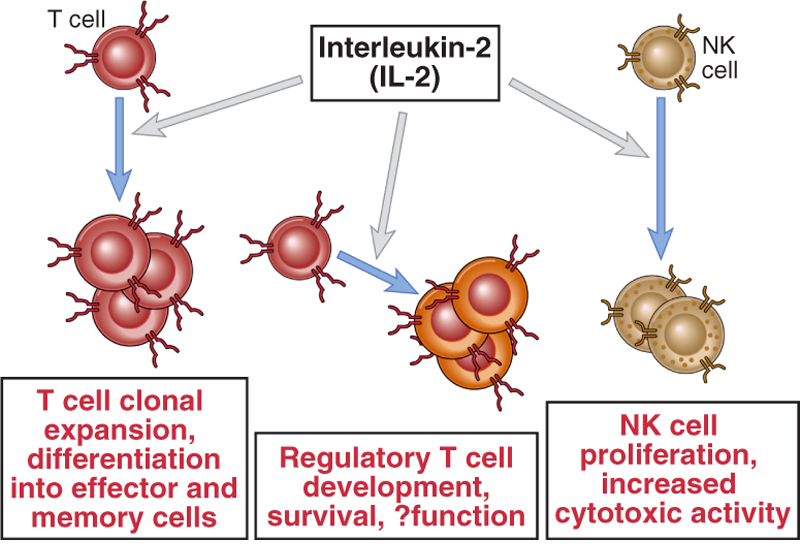 Attività biologiche IL-2 Espansione clonale T Differenziamento effettrici e memoria Sviluppo