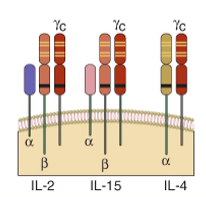 Recettore IL-4 Recettore per citochine