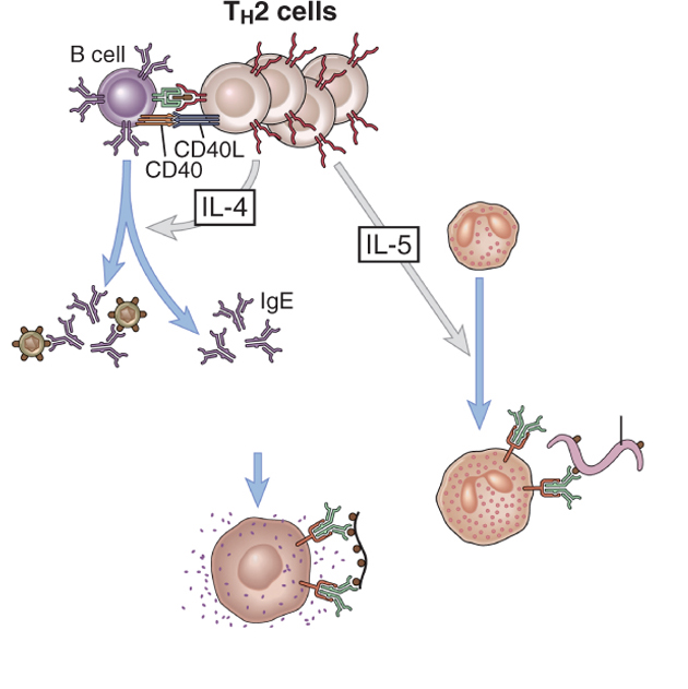 IL-5: attivazione eosinofili IL-5 stimola proliferazione e differenziamento degli eosinofili Eosinofilo Importante per l eliminazione degli elminti (recettore Fc IgE)