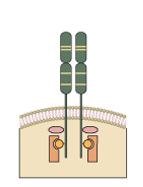 Recettore IFN-γ Recettore per citochine di tipo II: trasduzione Jak/STAT Costituito da 2 polipeptidi: - Catena IFN-γR1 -