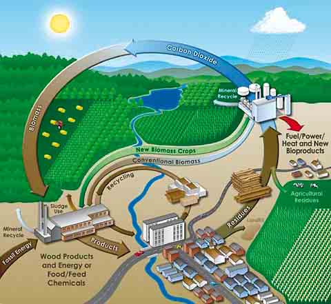 L energia da biomassa Che cos è la biomassa? In termini scientifici, la biomassa è ogni sostanza d origine biologica, quindi legata alla chimica del carbonio.