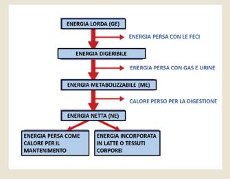 ruolo che ha la taglia dell animale sull efficienza alimentare.