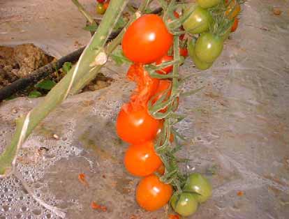 DANNI DA UCCELLI E RODITORI Talvolta, passeri e roditori scelgono come nutrimento le bacche mature di pomodoro, che a seguito di tale attività, sono danneggiate irrimediabilmente (foto 34).