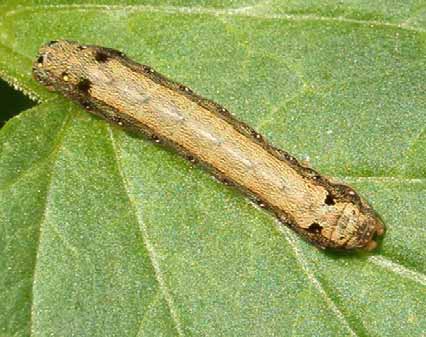 NOTTUE DELLA PARTE AEREA Heliothis armigera (Nottua gialla del pomodoro), Spodoptera littoralis (Nottua mediterranea), Plusia gamma (Nottua gamma).