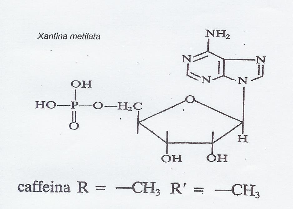 massicce. I processi dell assimilazione di caffeina sono conosciuti. Dopo aver bevuto una tazza di caffè, la caffeina agisce sul sistema nervoso amplificando le facoltà di attenzione.