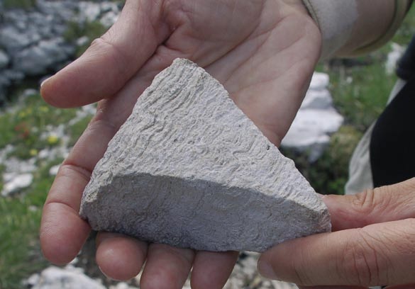 Fig. 45 - Lamine stromatolitiche nella Dolomia Principale ITINERARIO 1 - da Sigillo