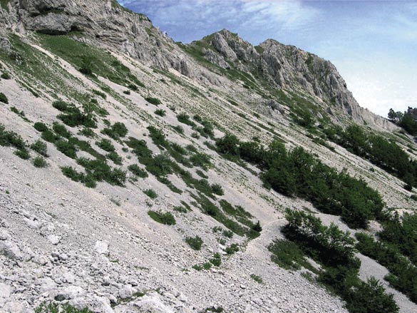 STOP 2 - Versante interessato dal passaggio di valanghe. Gran parte del versante di Iaccio Crudele attraversato dal sentiero (figura 65) presenta evidenze del passaggio di valanghe.