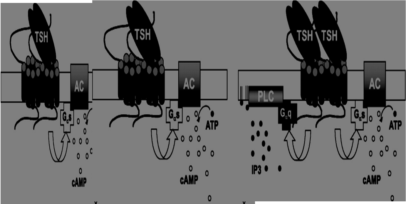 TSH signalling Il TSHR attiva la produzione di camp