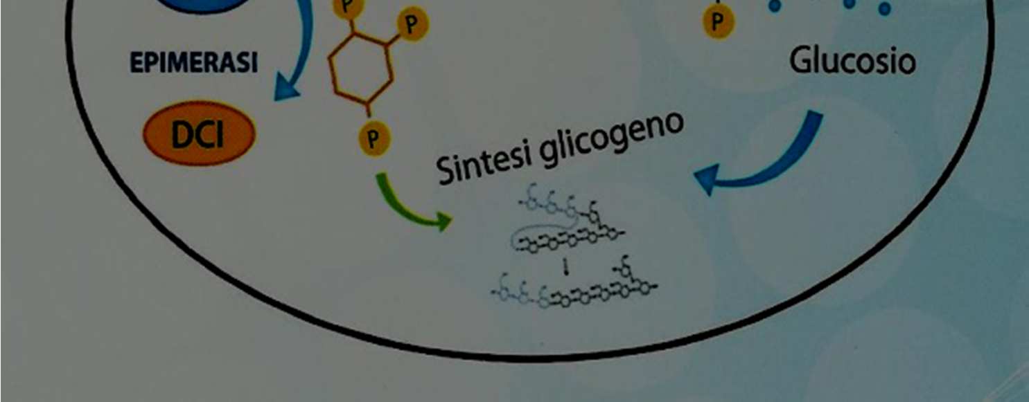 favorisce l entrata nella cellula di glucosio Il