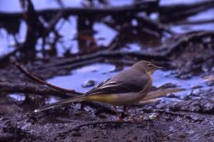 Nel parco sono presenti le seguenti specie: piccoli uccelli come il canapino, il pigliamosche e un abile predatore come l averla piccola, la capinera dal ricco gorgheggio, la sterpazzola, il gheppio,