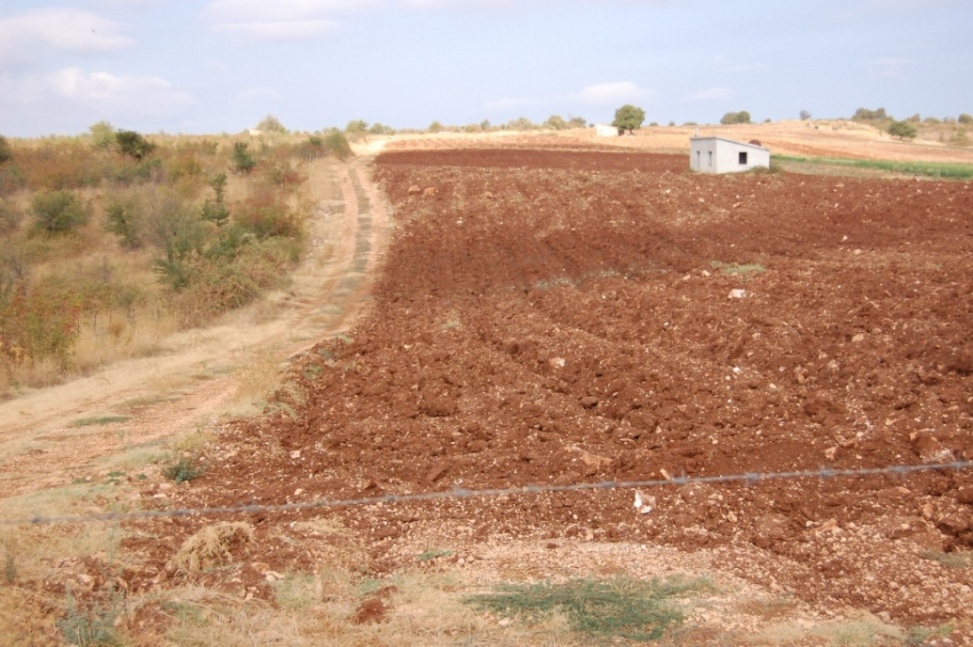 raccolta meccanica eseguita con